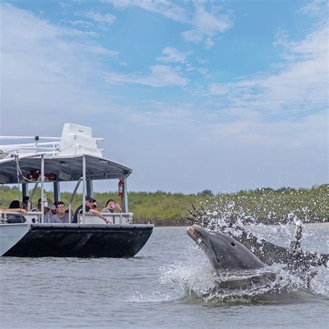 ponce inlet dolphin tours.